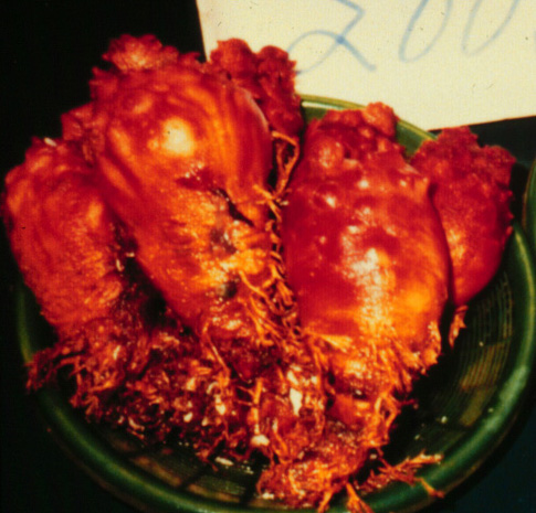 Halocynthia roretzi
