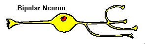 neuronul bipolar