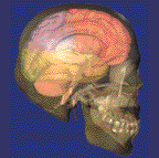 Neuroscience For Kids - The Skull