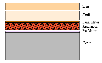 meninges