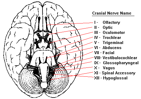 ventral brain cranial nerves