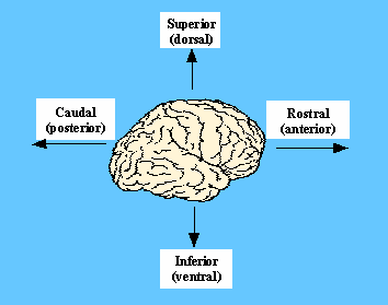 posterior anterior brain