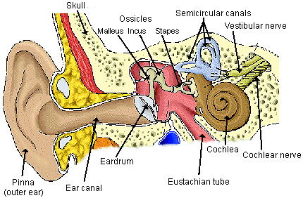 Malleus, incus and stapes make up the ossicles in ear