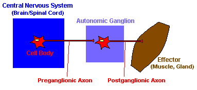 autonomic
nervous system