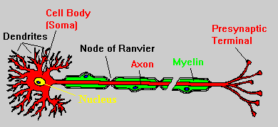 neuron model labeled