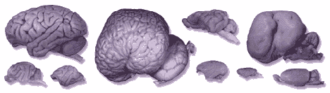 brains