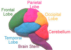 How to make model of brain hot sale with clay