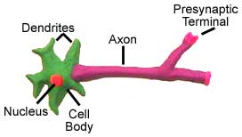 Neuroscience for Kids - Models diagram of plasticine 