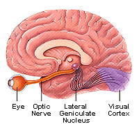 Neuroscience For Kids Perceiving Motion Form And Depth