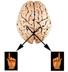 What is the function of the left cerebral hemisphere?