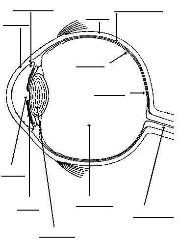 Neuroscience for Kids - Fill In #3 blank diagrams of inner ear 