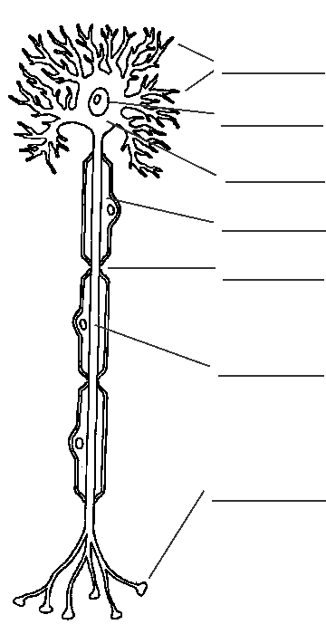 Free Printable Neuron Diagram