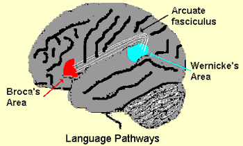 language pathways
