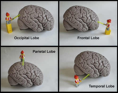 lobes of the brain diagram