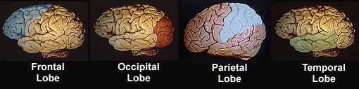 4 lobes of the brain