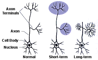 mdma effects on the body