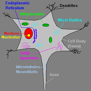 Cell Body Site Of Nucleus Organelles - Nerve Cell - MCAT Content