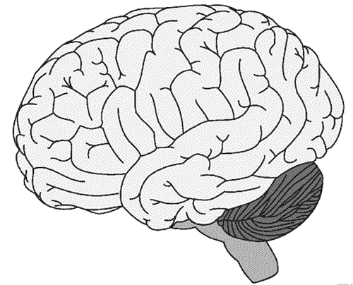 Neuroscience Resources For Kids Coloring Book