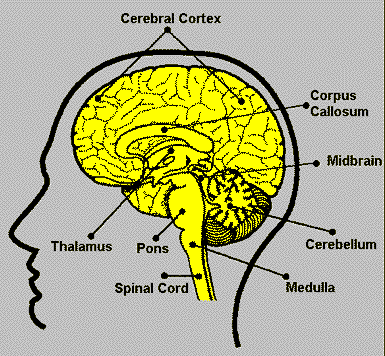 nervous system for kids diagram