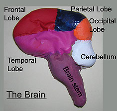 The handmade brain model showing the brain lobes painted with different