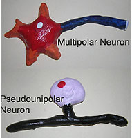 neuron project model