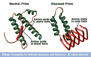 mad cow disease prion