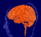 brain