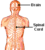 nervous system for kids diagram