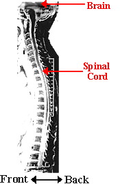 Neuroscience for Kids - Spinal Cord