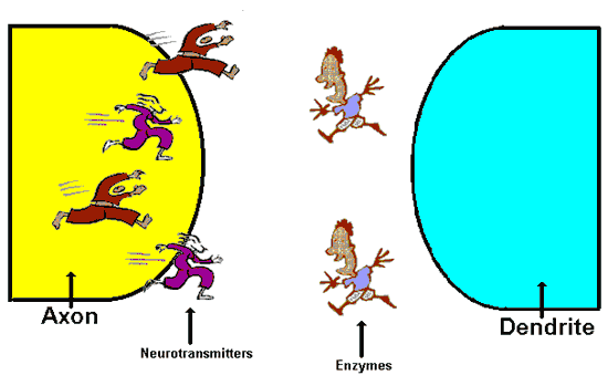 simple neuron synapse