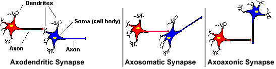 Neuroscience For Kids - synapse