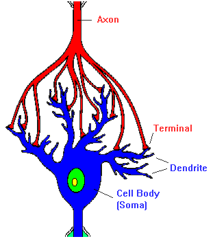 Neuroscience For Kids Synapse