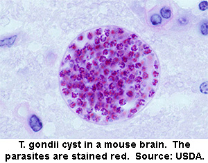 toxo cyst