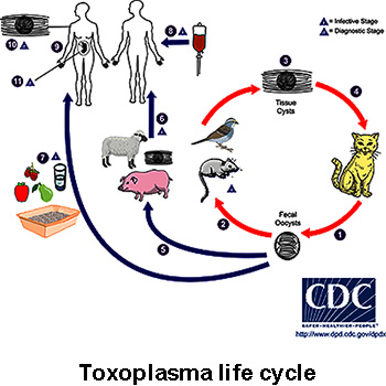 What is the Toxoplasma Gondii life cycle?