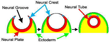 Brain Weight Chart