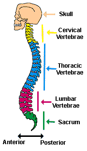 Neuroscience for Kids - Spinal Cord monkey skull diagram 