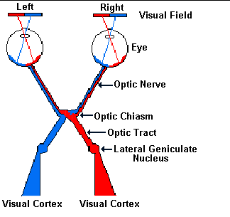 parts action moving figure Neuroscience for Connections Eye Kids and  The Its