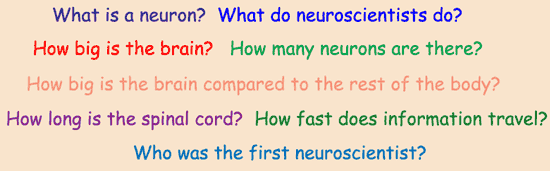 Neuroscience For Kids - questions/answers