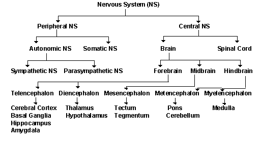 Parasympathetic Nervous System Chart