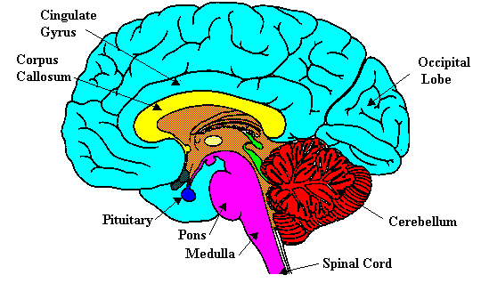 brain function diagram for kids