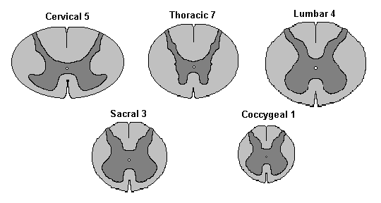 sacral spinal cross section