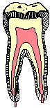 tooth