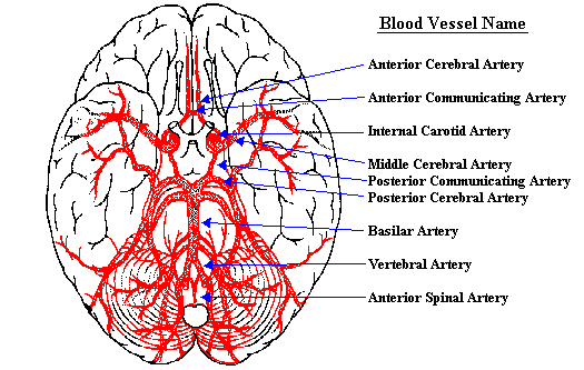 Neuroscience For Kids - blood supply of the brain