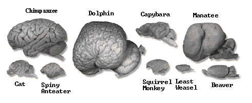 [brain montage]