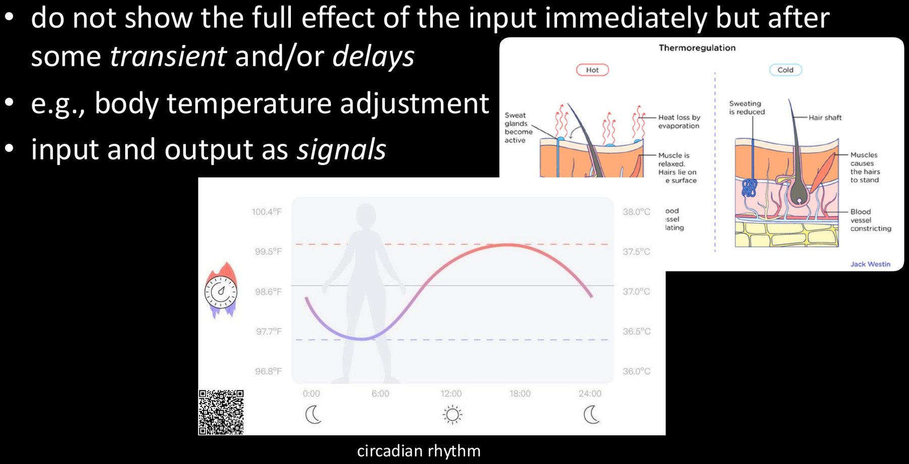 Dynamic systems: body temperature responds with transients and follows a circadian rhythm.