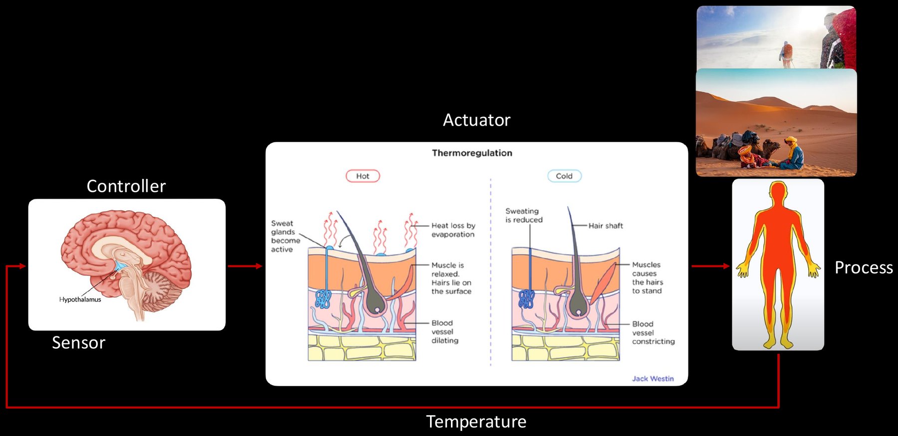 Body temperature control mapped to the block diagram.