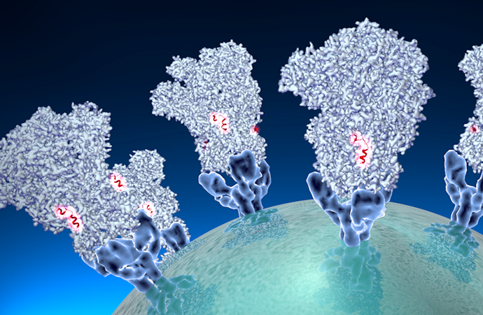 Coronavirus spike structure – The Veesler Lab