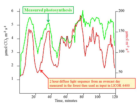 Time series of light and photosynthesis