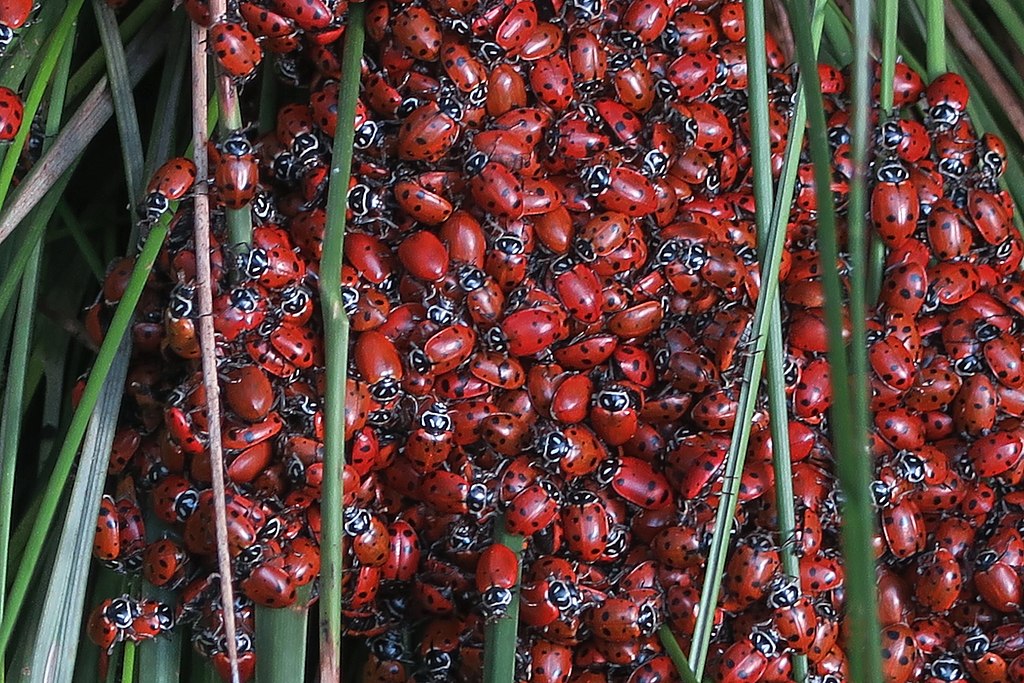 Convergent lady beetles, Hippodamia convergens, showing variation in spot number.