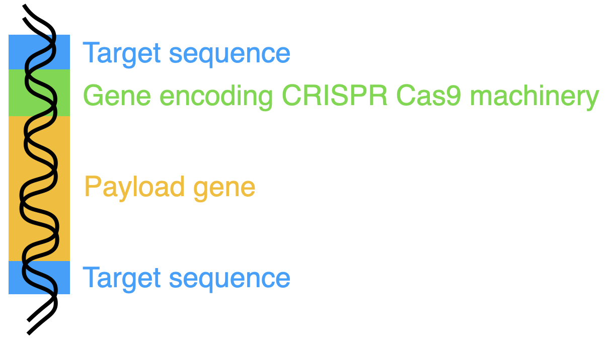 Schematic of a gene drive.